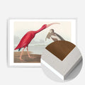 White Wood Frame