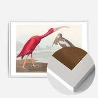 Scarlet Ibis Vintage Bird Print