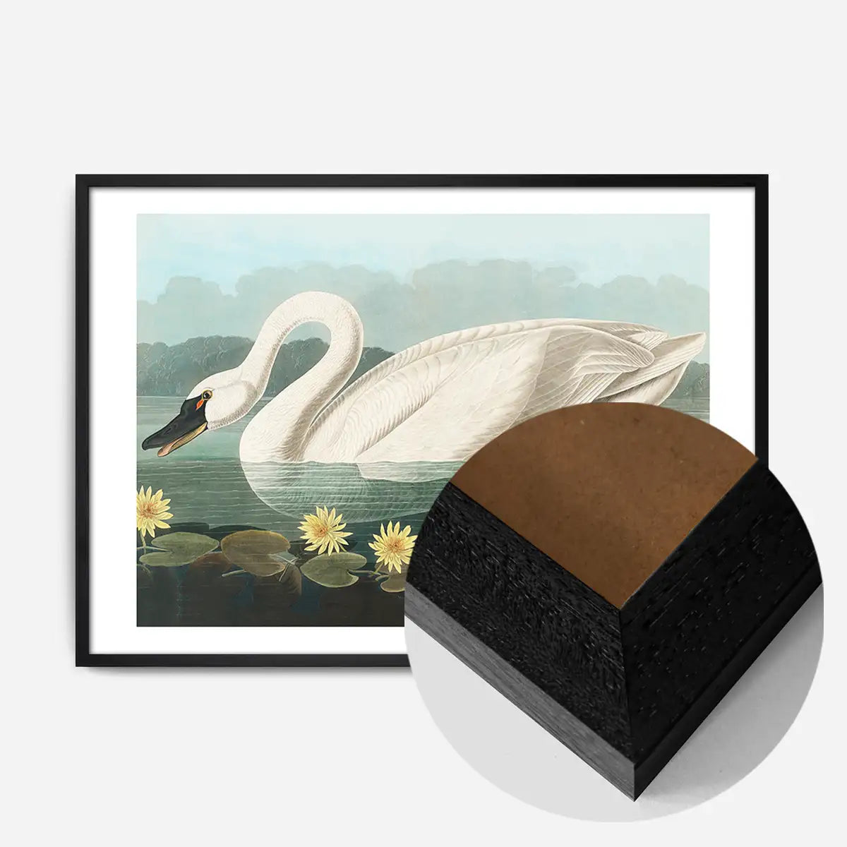 Common Swan Vintage Bird Print