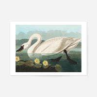 Common Swan Vintage Bird Print