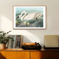 Common Swan Vintage Bird Print