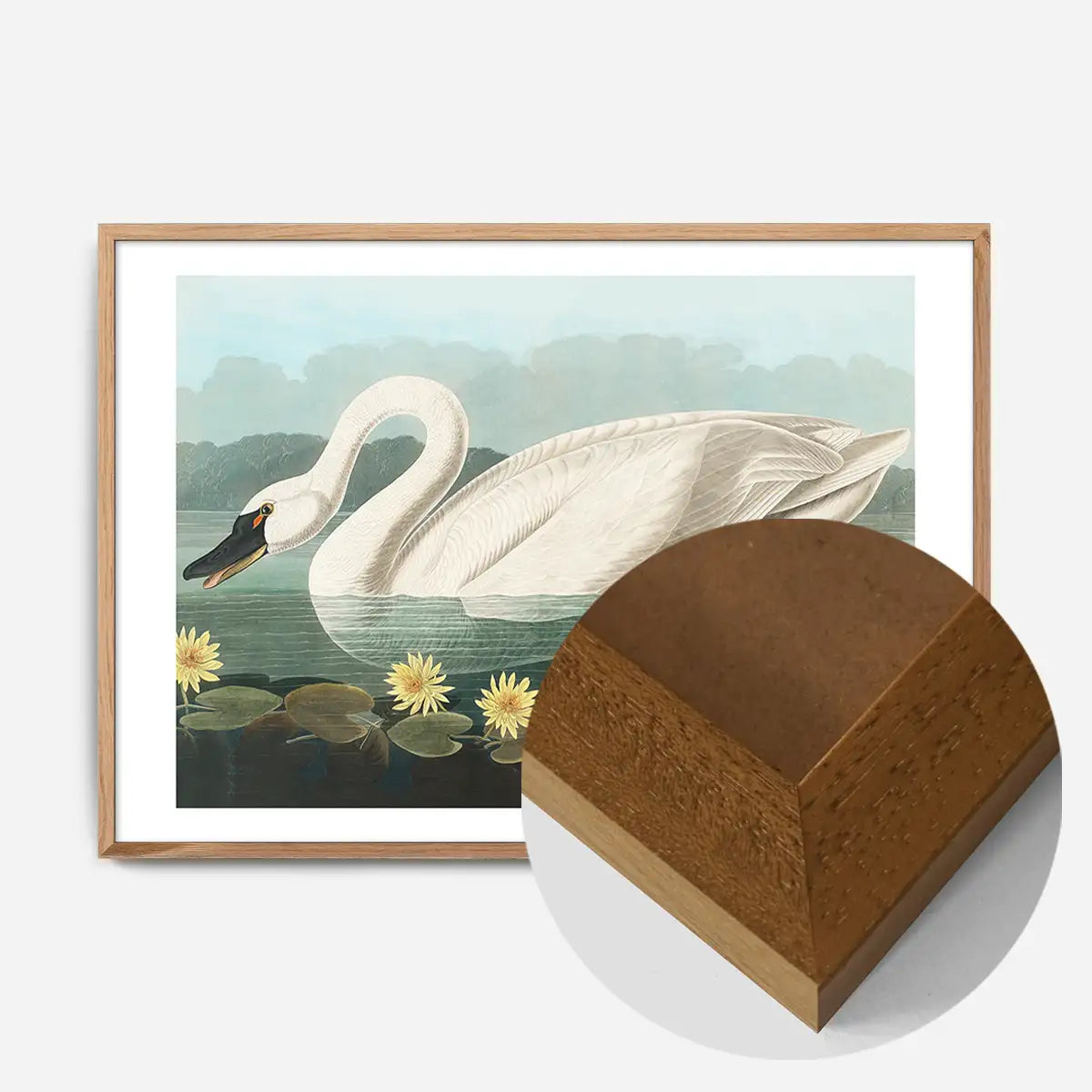 Common Swan Vintage Bird Print