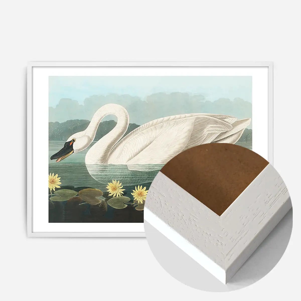 Common Swan Vintage Bird Print