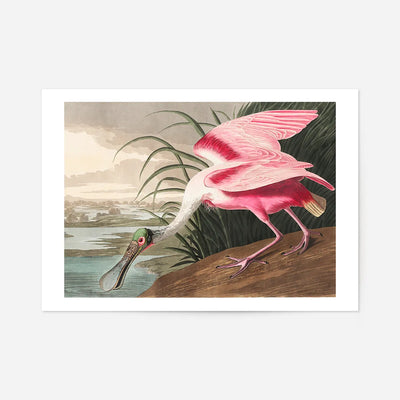 Spoonbill Vintage Bird Print