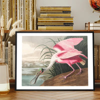Spoonbill Vintage Bird Print