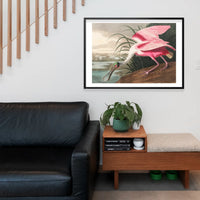 Spoonbill Vintage Bird Print