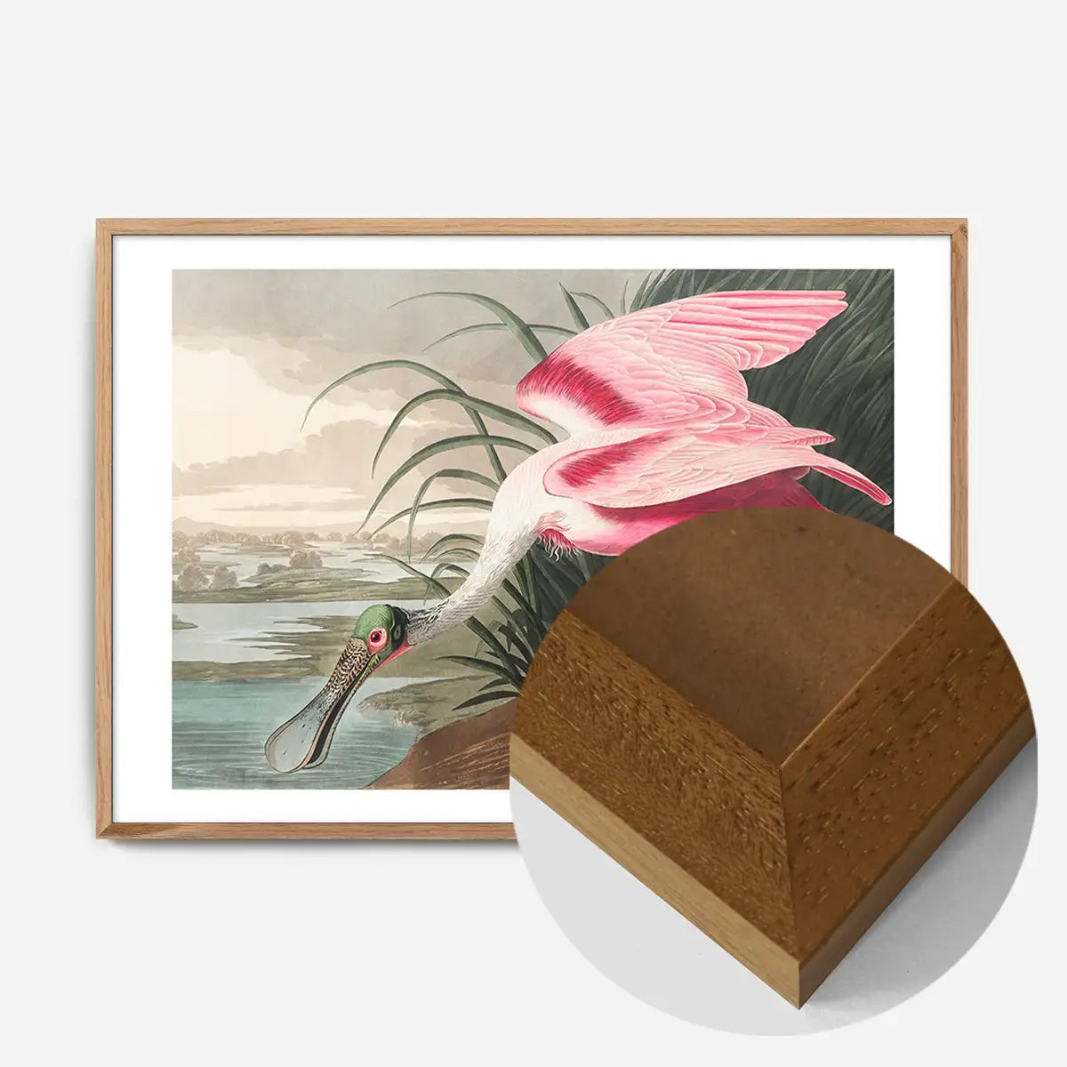 Spoonbill Vintage Bird Print