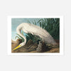 White Heron Vintage Bird Print