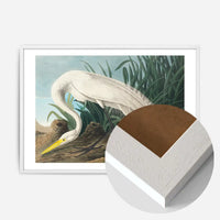 White Heron Vintage Bird Print
