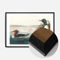Goosanders Vintage Bird Print