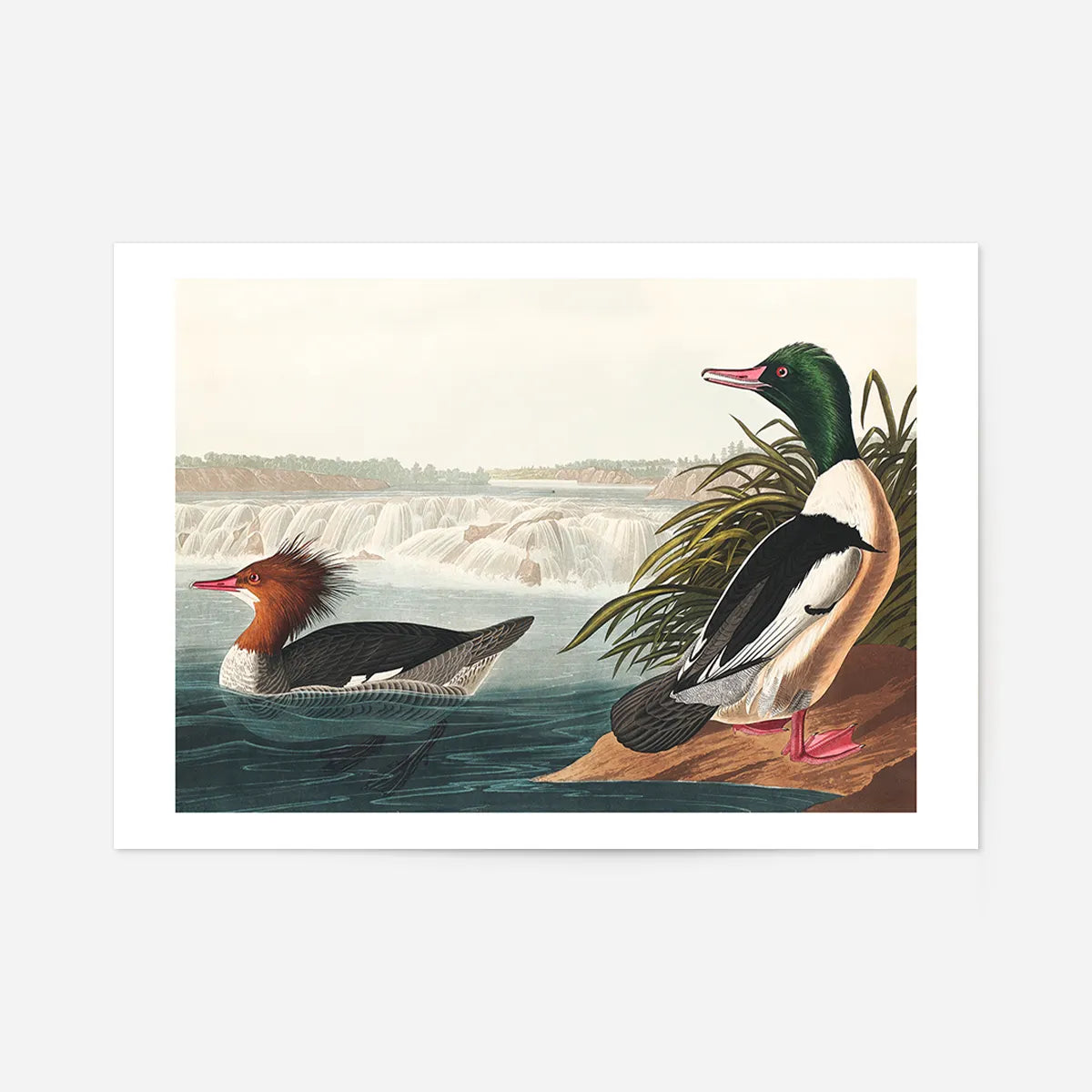 Goosanders Vintage Bird Print
