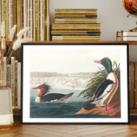 Goosanders Vintage Bird Print