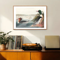 Goosanders Vintage Bird Print