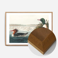Goosanders Vintage Bird Print