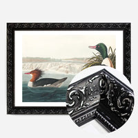 Goosanders Vintage Bird Print