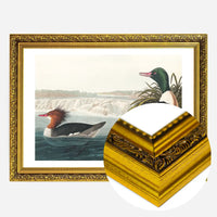 Goosanders Vintage Bird Print