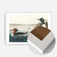 Goosanders Vintage Bird Print