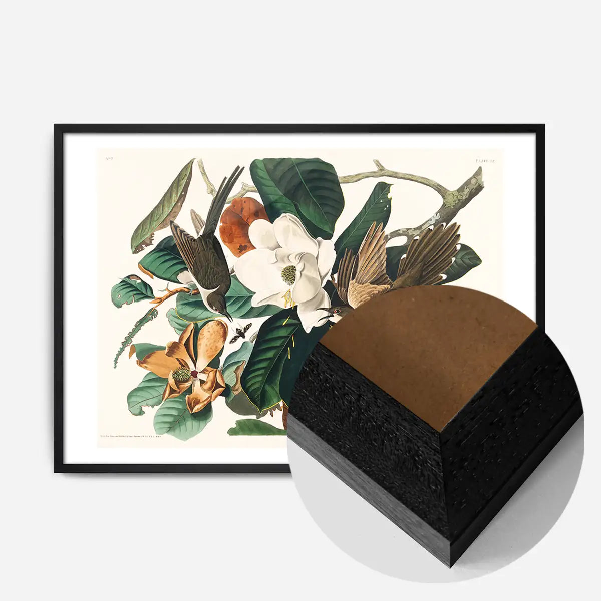 Black Billed Cuckoo Vintage Bird Print