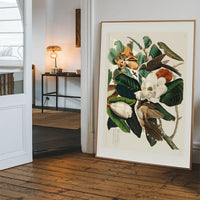 Black Billed Cuckoo Vintage Bird Print