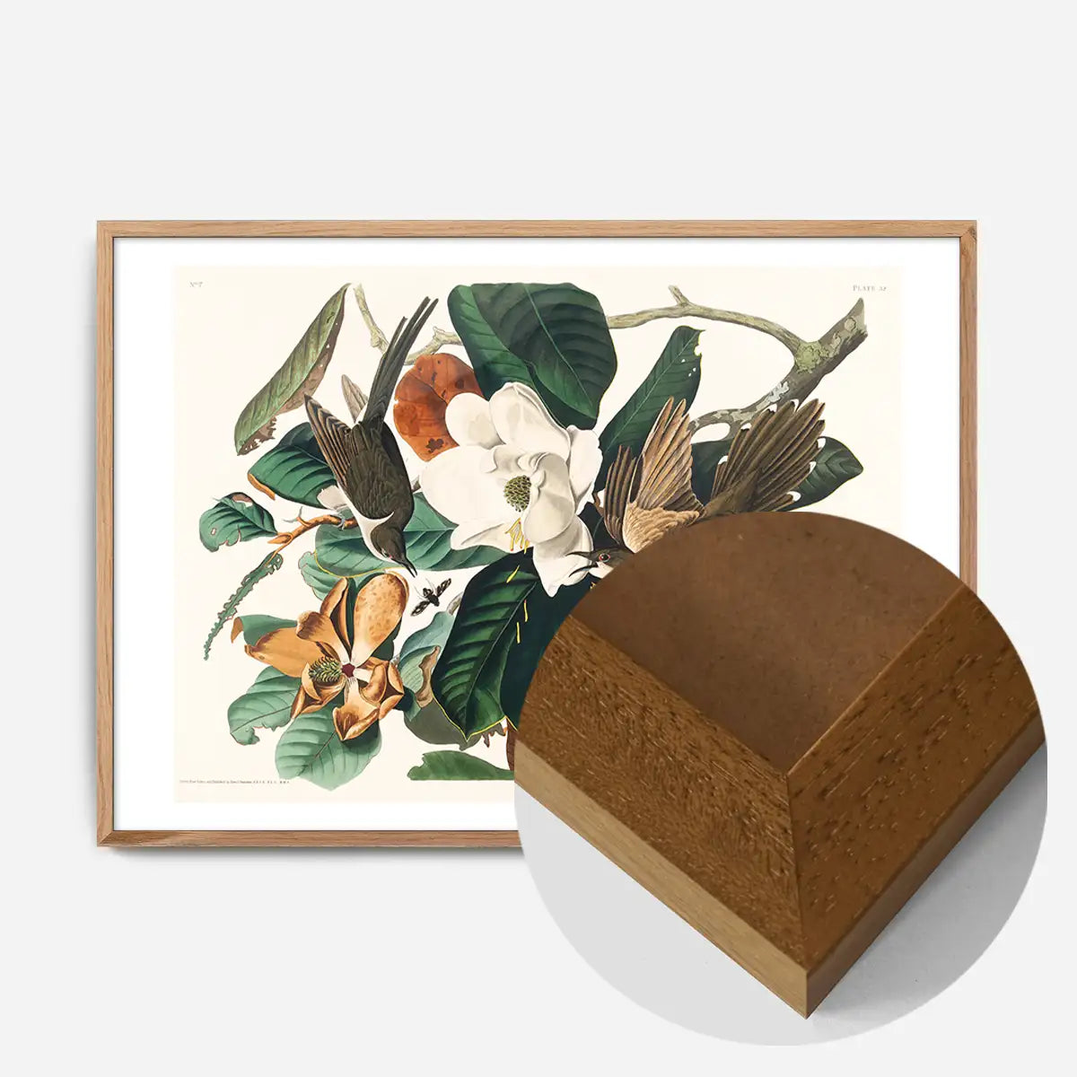 Black Billed Cuckoo Vintage Bird Print