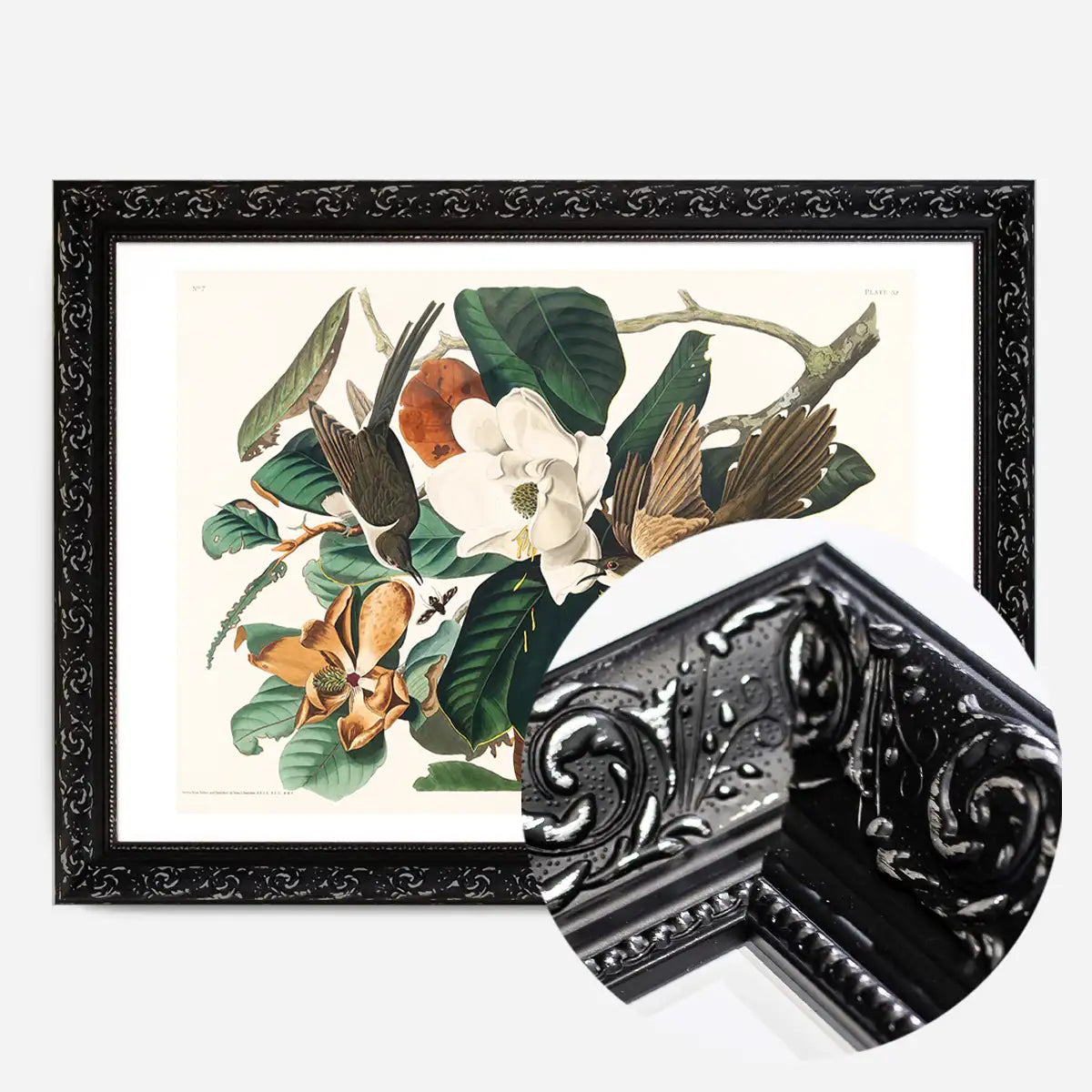 Black Billed Cuckoo Vintage Bird Print