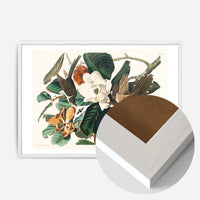 Black Billed Cuckoo Vintage Bird Print