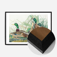 Mallard Duck Vintage Bird Print