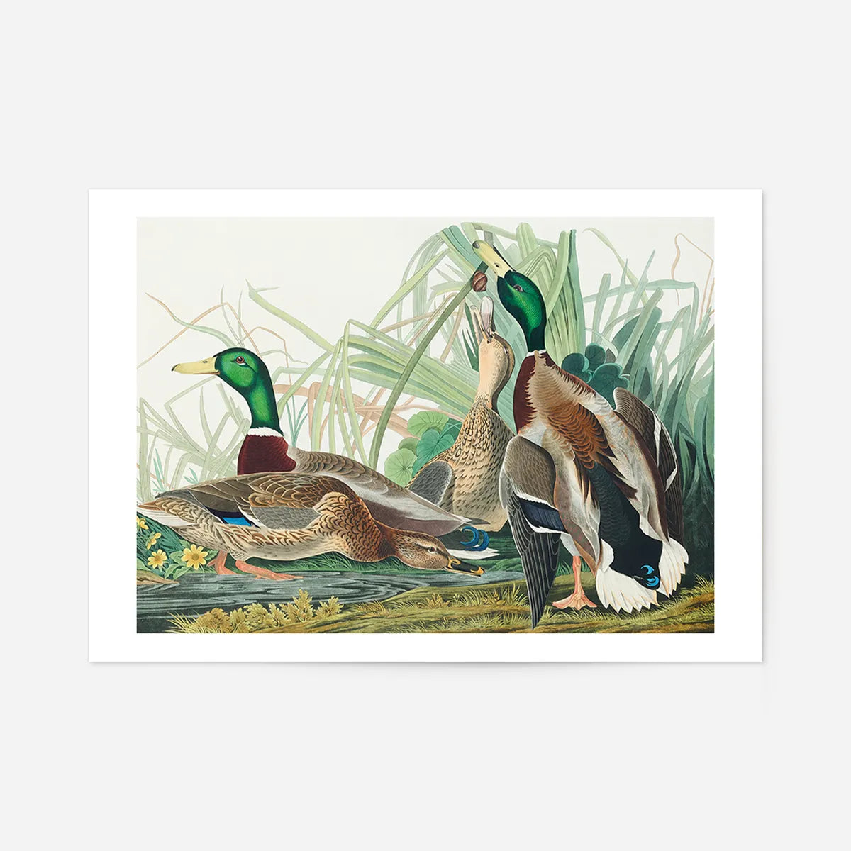 Mallard Duck Vintage Bird Print
