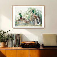 Mallard Duck Vintage Bird Print