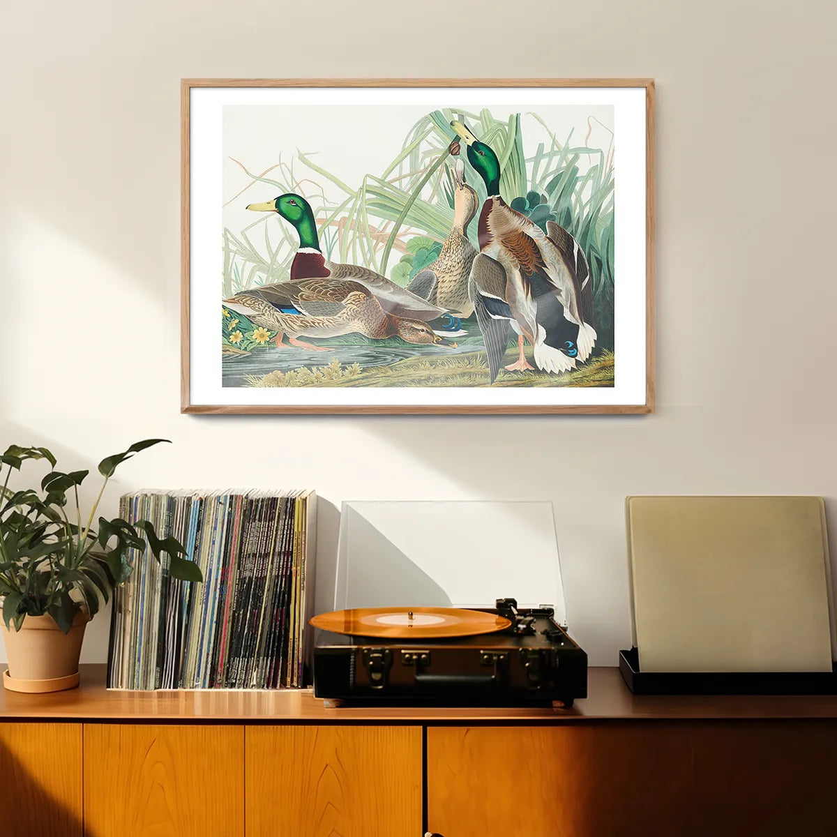 Mallard Duck Vintage Bird Print
