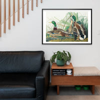 Mallard Duck Vintage Bird Print