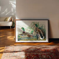 Mallard Duck Vintage Bird Print