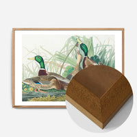Mallard Duck Vintage Bird Print