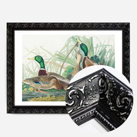 Mallard Duck Vintage Bird Print