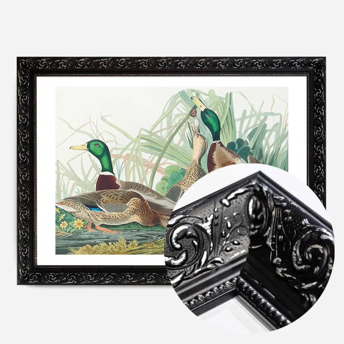 Mallard Duck Vintage Bird Print