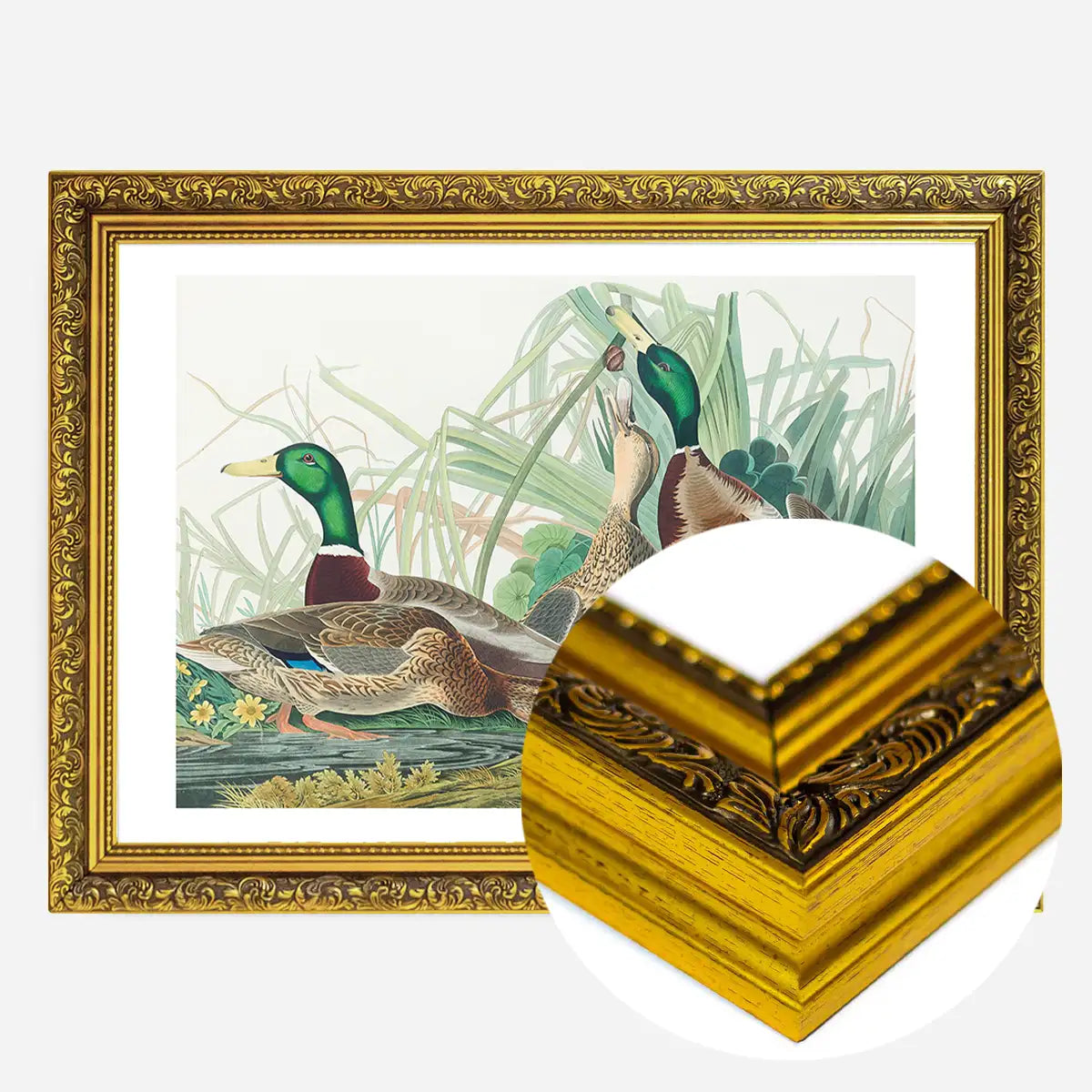 Mallard Duck Vintage Bird Print