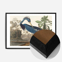 Louisiana Heron Vintage Bird Print