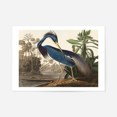Louisiana Heron Vintage Bird Print