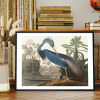 Louisiana Heron Vintage Bird Print