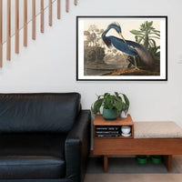 Louisiana Heron Vintage Bird Print