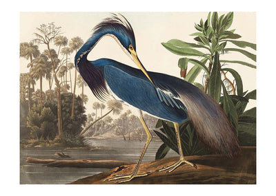 Louisiana Heron Vintage Bird Print