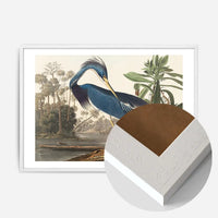 Louisiana Heron Vintage Bird Print