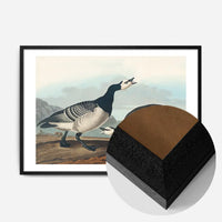 Barnacle Goose Vintage Bird Print