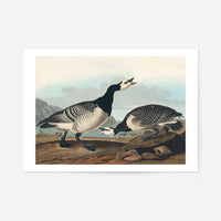 Barnacle Goose Vintage Bird Print