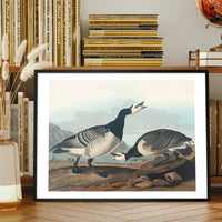 Barnacle Goose Vintage Bird Print