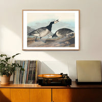 Barnacle Goose Vintage Bird Print
