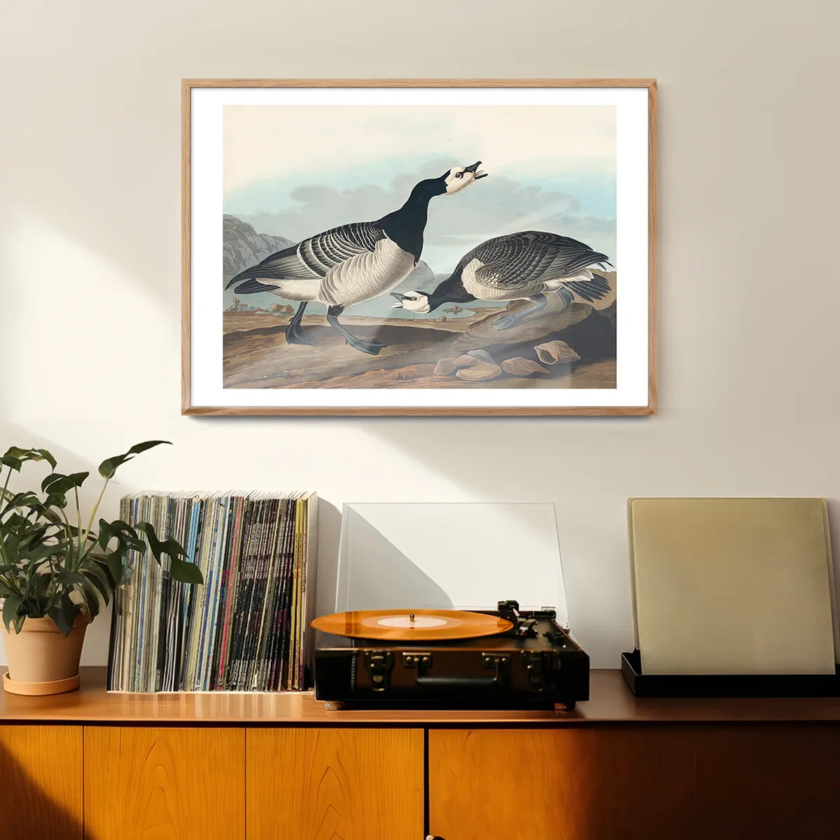 Barnacle Goose Vintage Bird Print