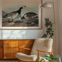 Barnacle Goose Vintage Bird Print
