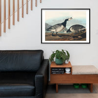 Barnacle Goose Vintage Bird Print