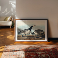 Barnacle Goose Vintage Bird Print